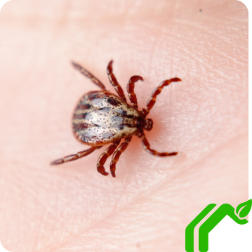 A tick sits on someone's skin